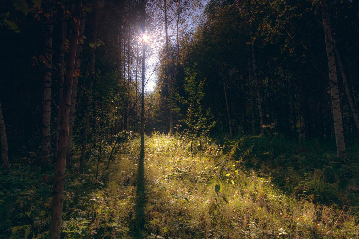 Солнечный свет в лесу - Алексей Петропавловский