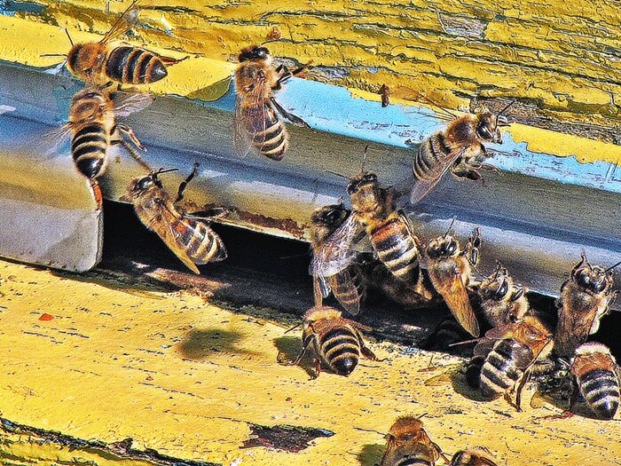 пчелы - юрий иванов 