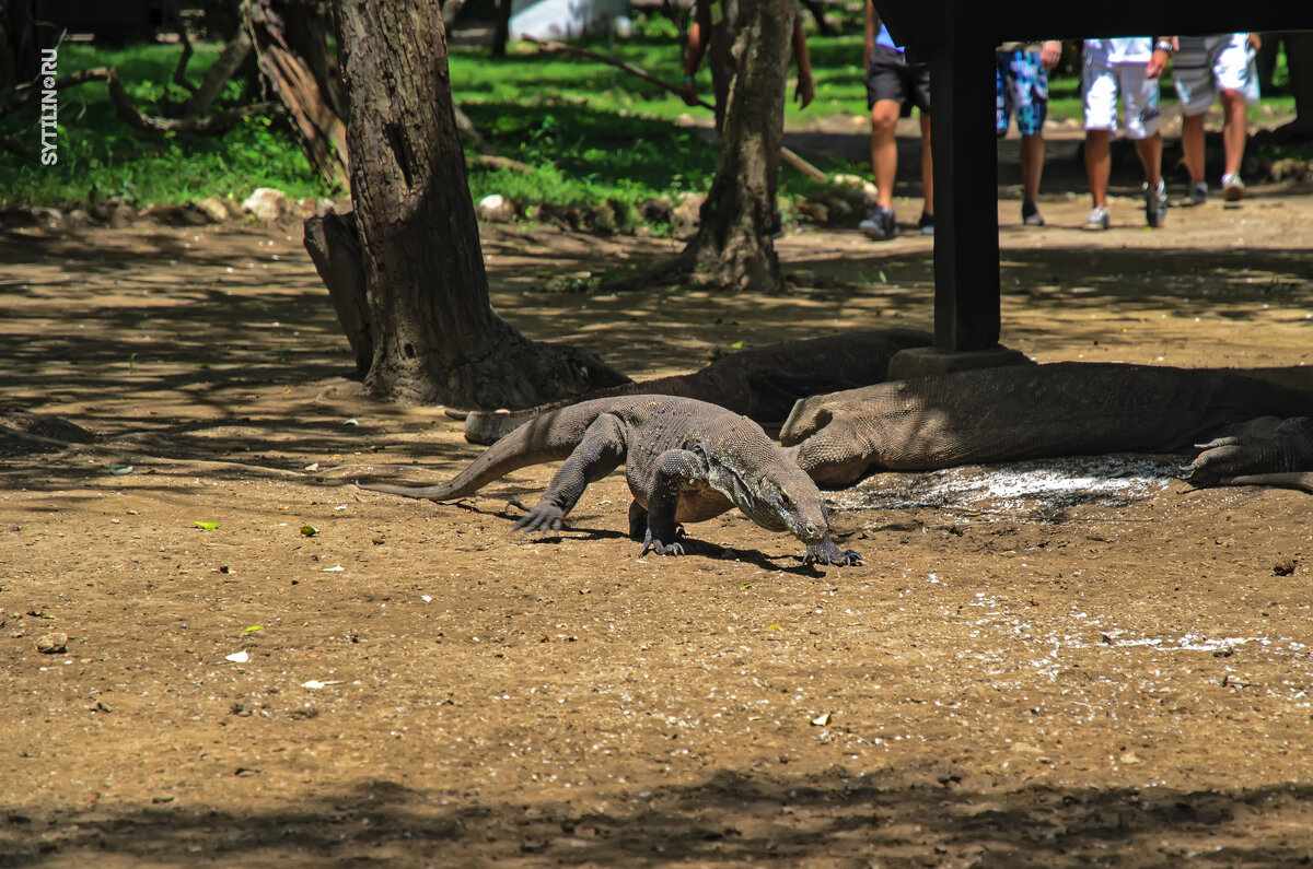 Группа туристов направляется в гости к комодским драконам. Национальный парк Комодо. Остров Комодо. - Павел Сытилин