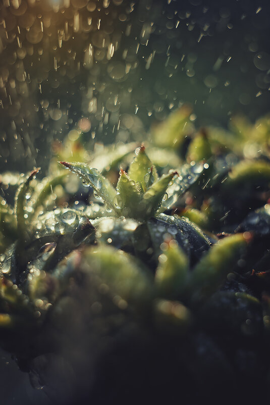 Зеленые суккуленты на рассвете под дождем - Алина Аристова