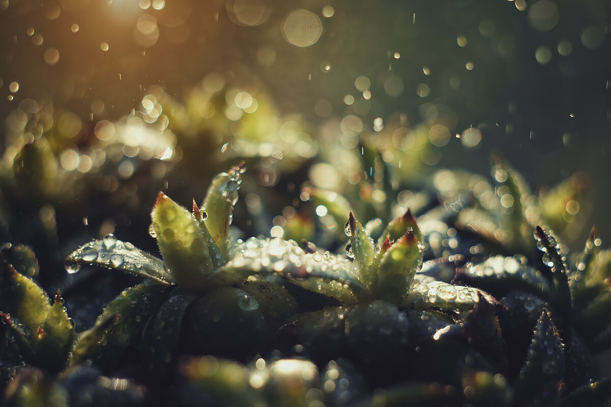Зеленые суккуленты на рассвете под дождем - Алина Аристова