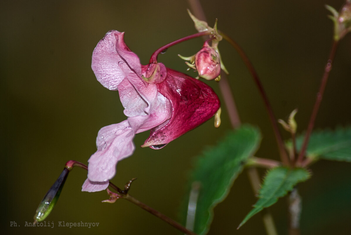 Стойкий лесной цветок под осенним дождём и ветром - Анатолий Клепешнёв