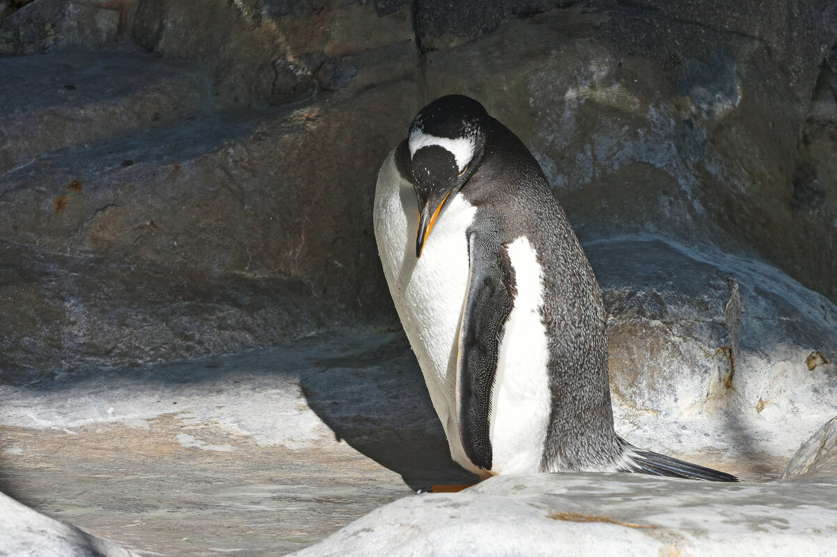 Московский Зоопарк. Папуанский пингвин. - Наташа *****