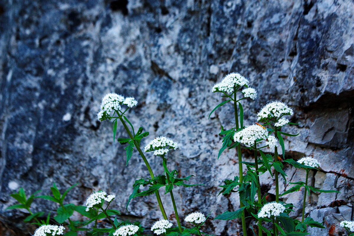 Цветы и скалы - Walter Dyck