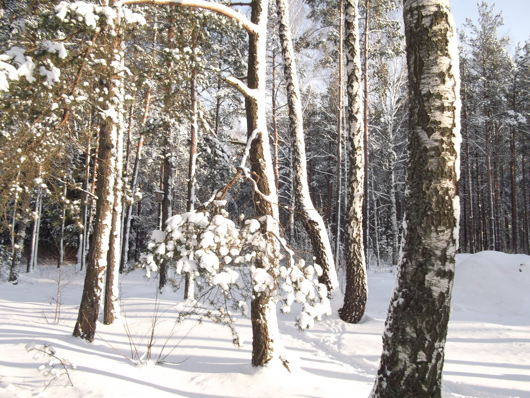 Зимний лес - Анна Владимировна