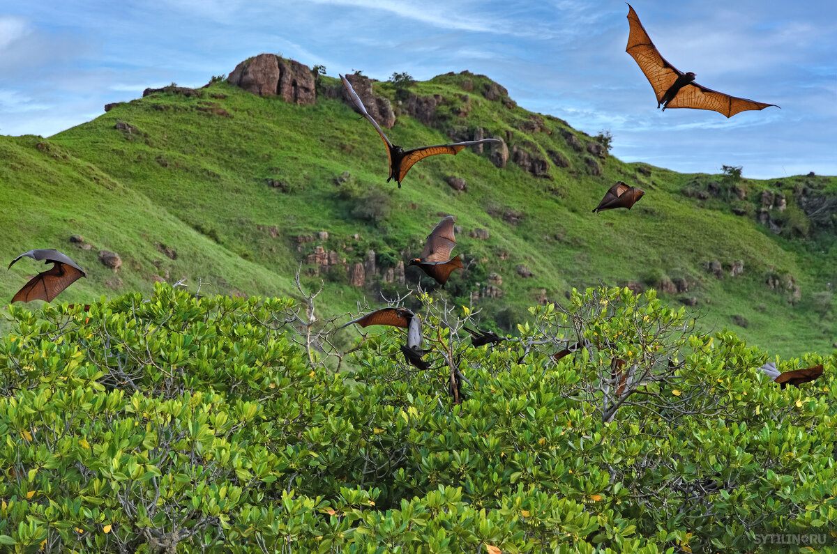 Летучие лисицы на мангровыми зарослями. Малые зондские острова. Индонезия - Павел Сытилин