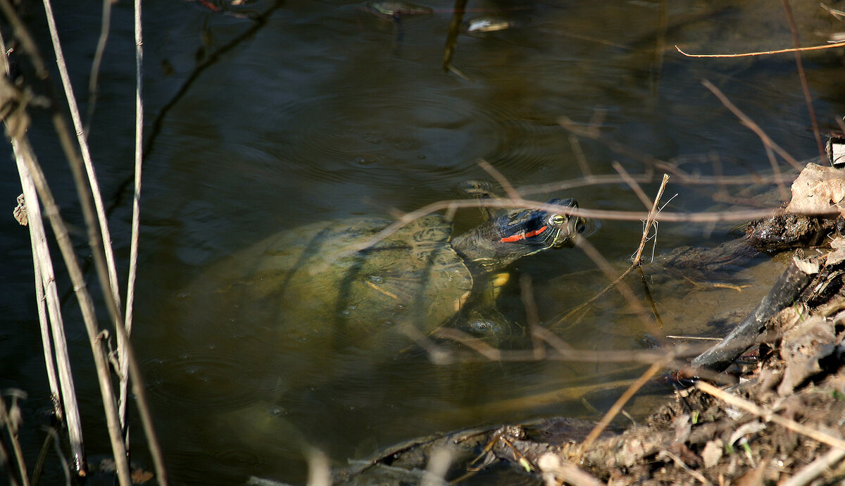 Красноухая пресноводная черепаха. - barsuk lesnoi