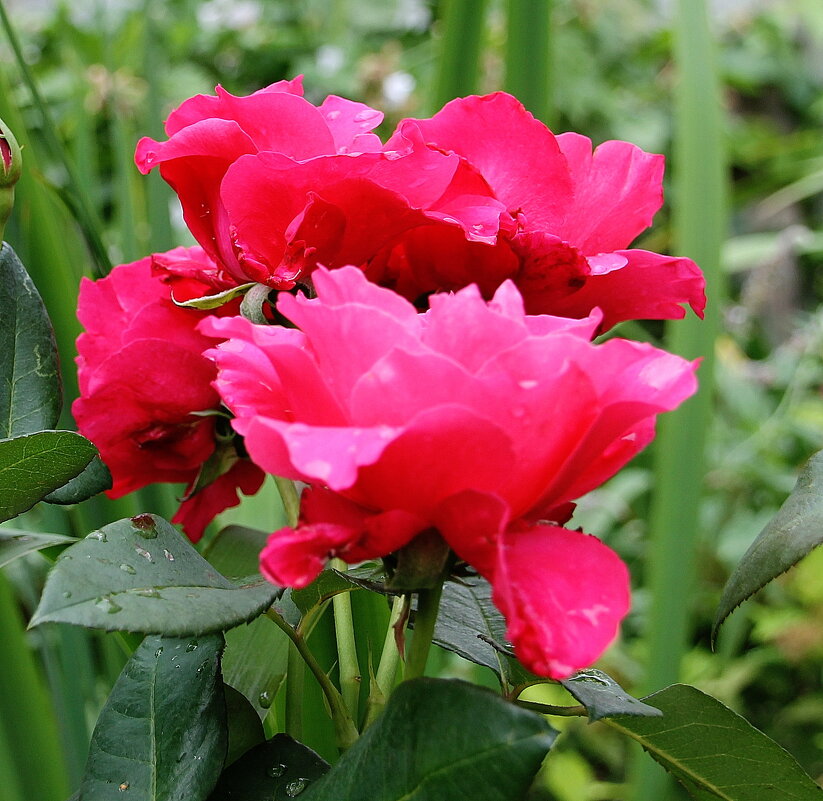Для садовника розы — как люди, они умеют слышать и видеть.... - Tatiana Markova