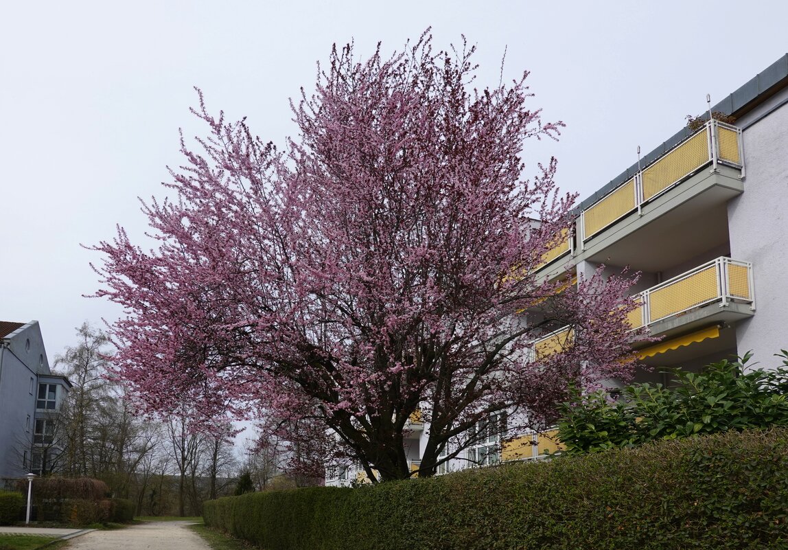 Весна в городе Аугсбург... - Galina Dzubina