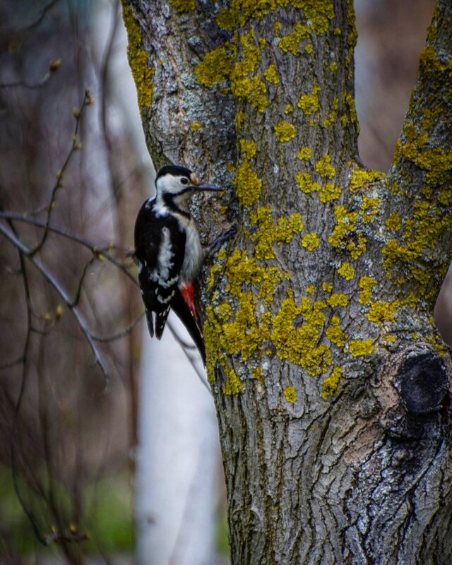 woodpecker - Александр Довгий