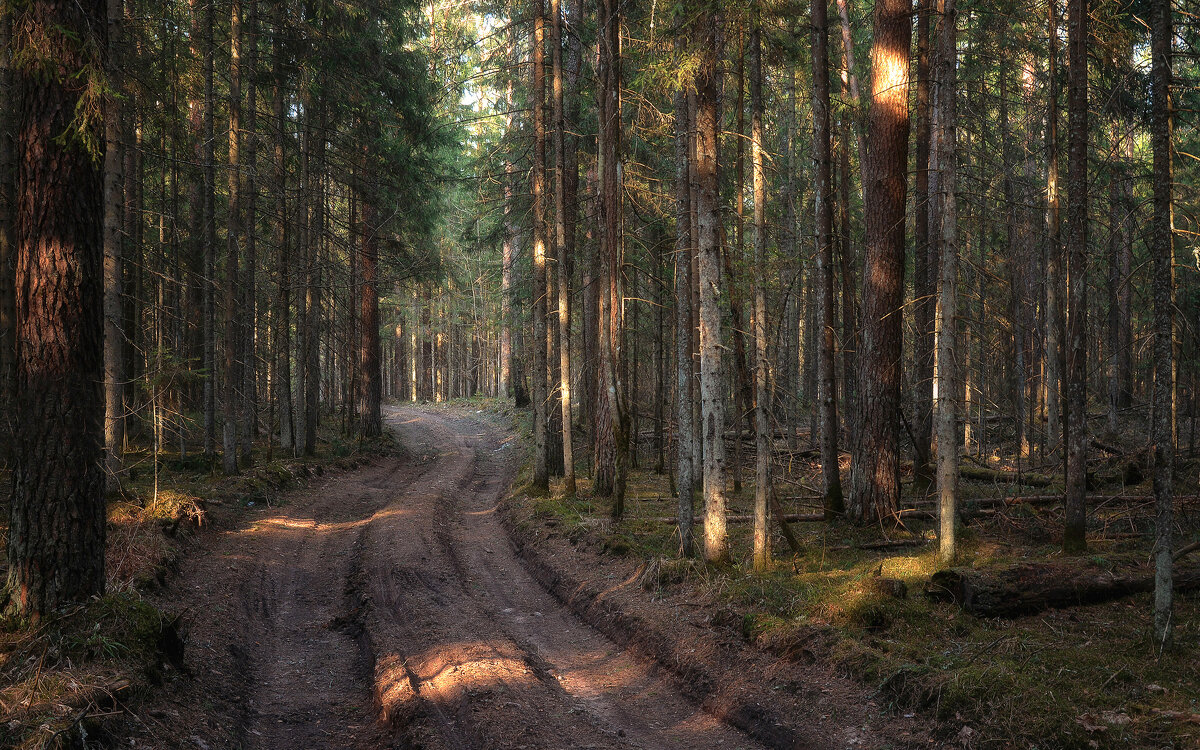 Дорога в сосновом лесу - Алексей Румянцев