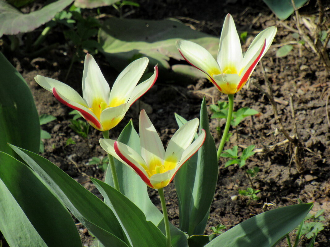 Тюльпан кауфмана Tulipa kaufmanniana. Впервые описан российским ботаником Эдуардом Людвиовичем Регел - Александр Чеботарь