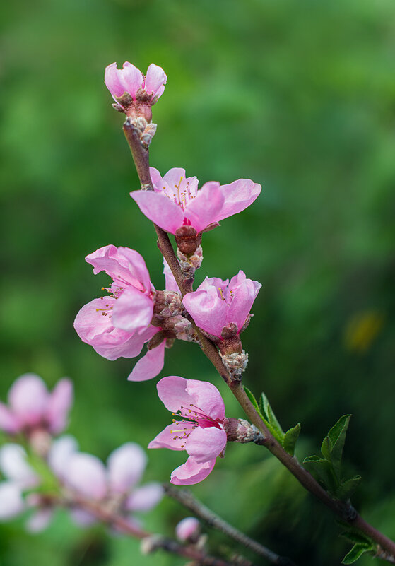 Персиковое цветенье - Фёкла Эдуардовна 