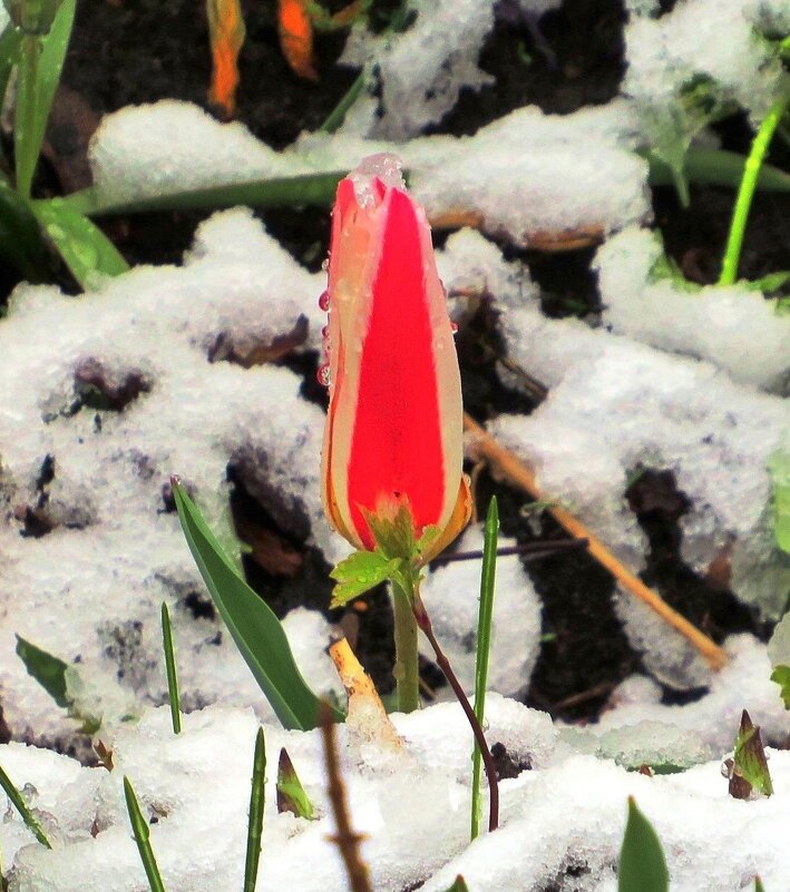 Тюльпан среди снега - Андрей Снегерёв