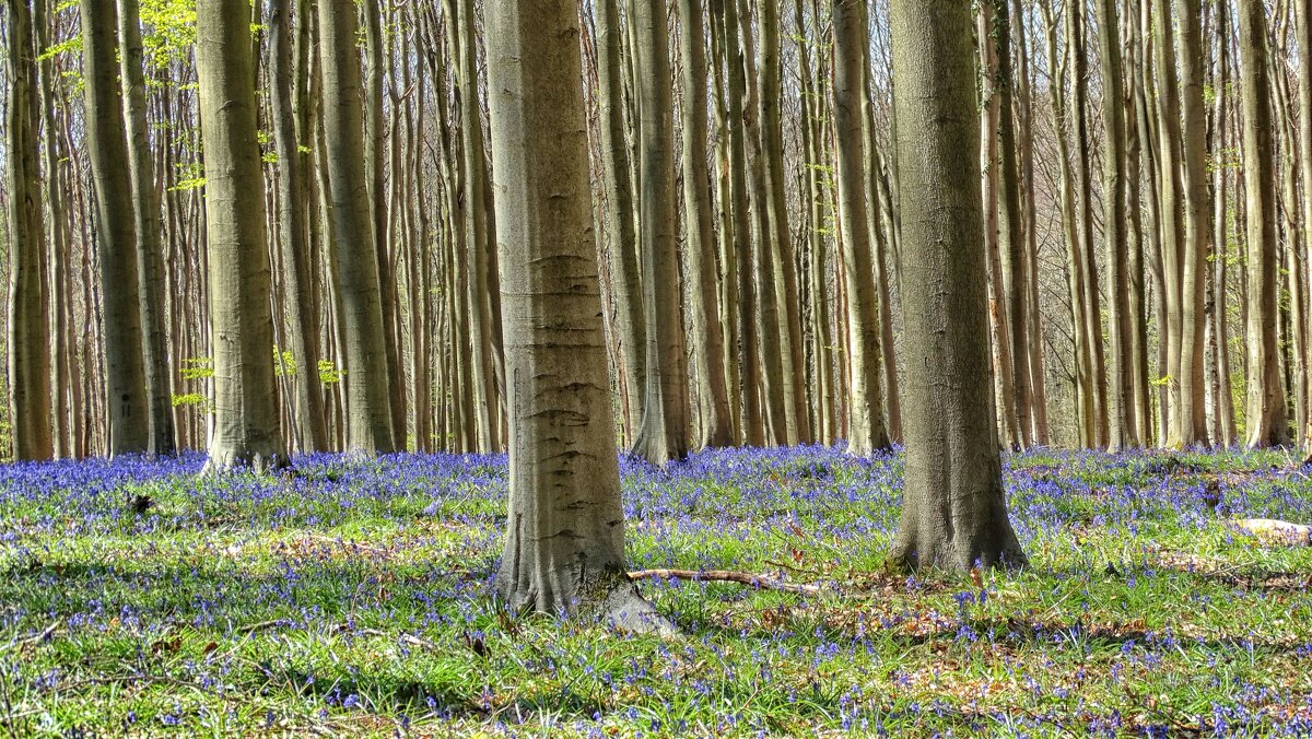 "Синий" лес в Бельгии. - Elena Ророva