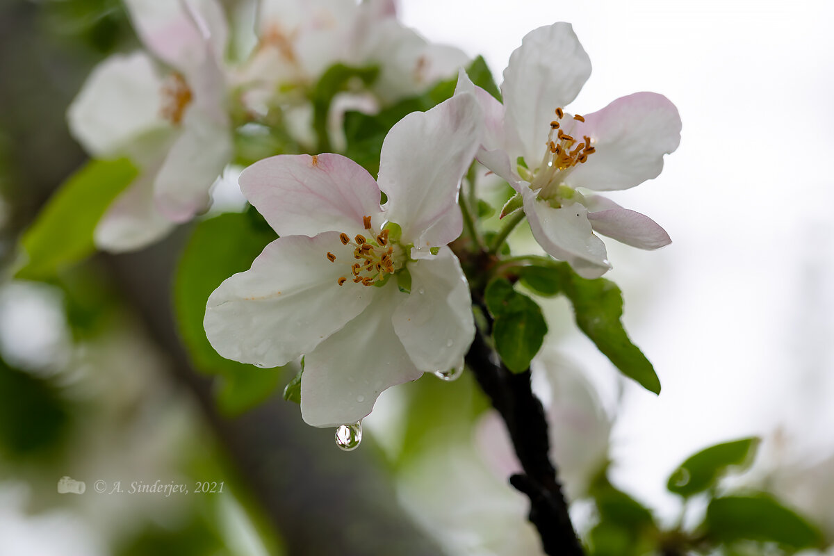 Весна. Цветение яблони - Александр Синдерёв