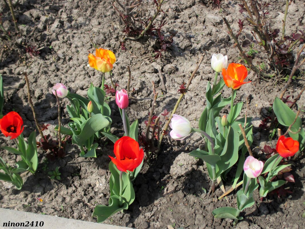 Разноцветье апреля - Нина Бутко