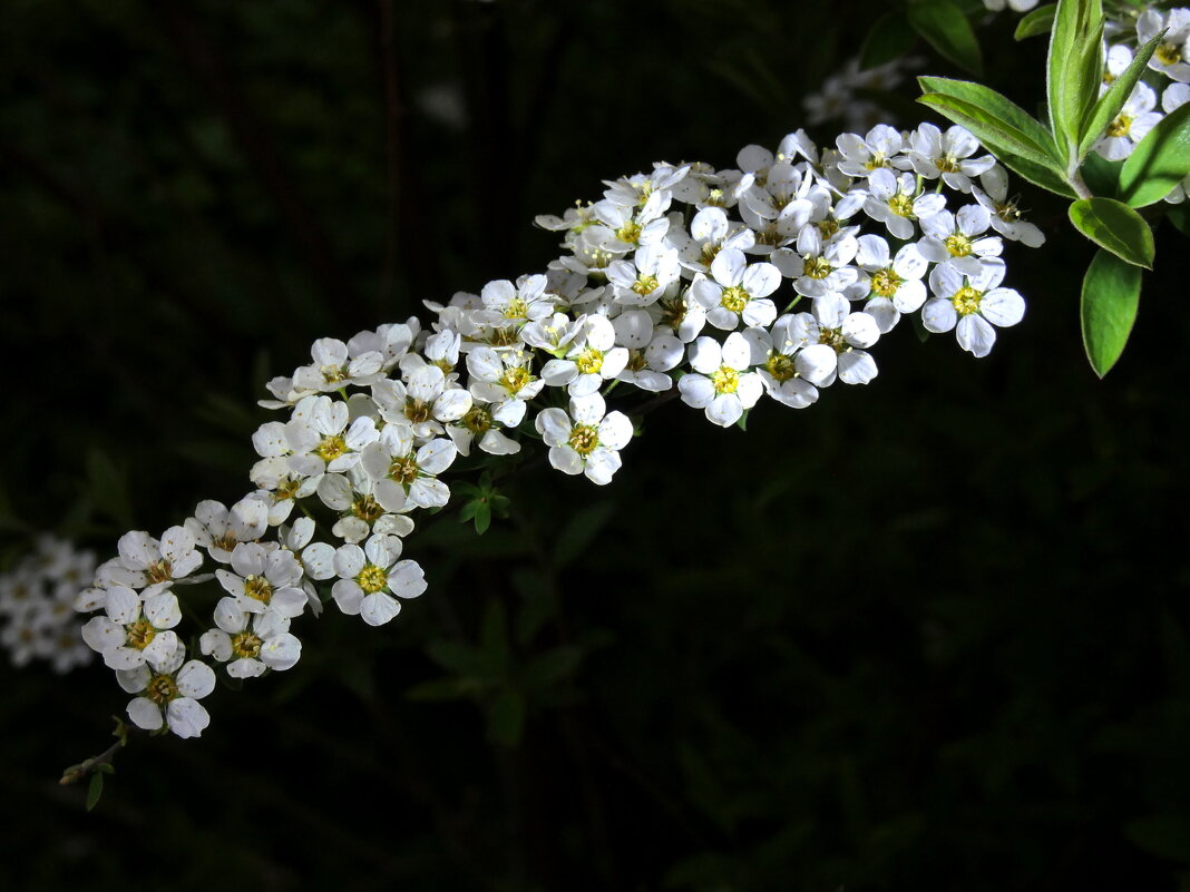 белые цветы - Heinz Thorns