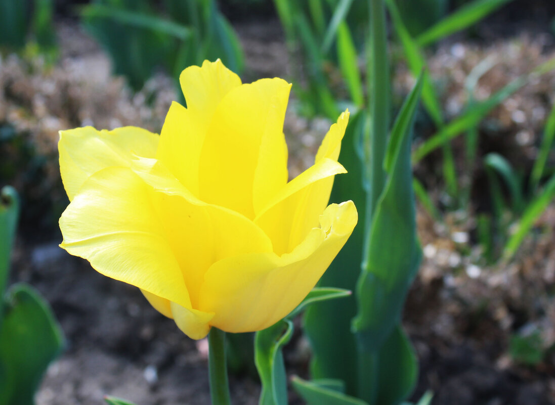 Rebellious Yellow тюльпан