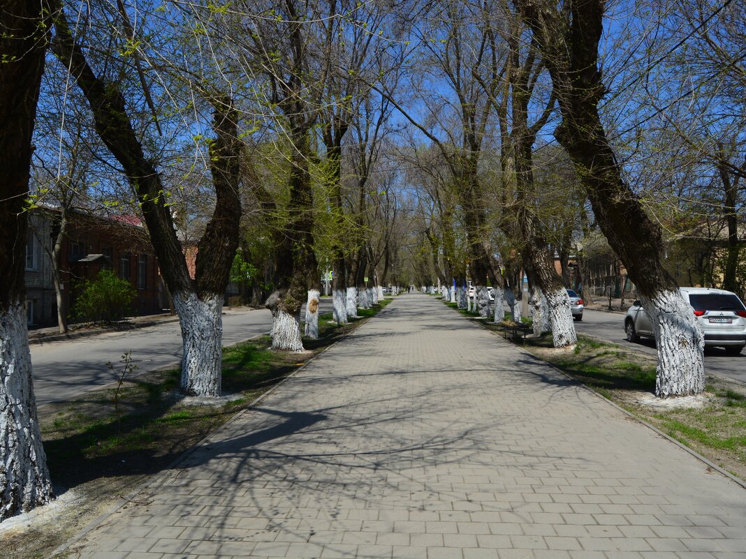 Новочеркасск. Весенняя аллея улицы Пушкинской. - Пётр Чернега