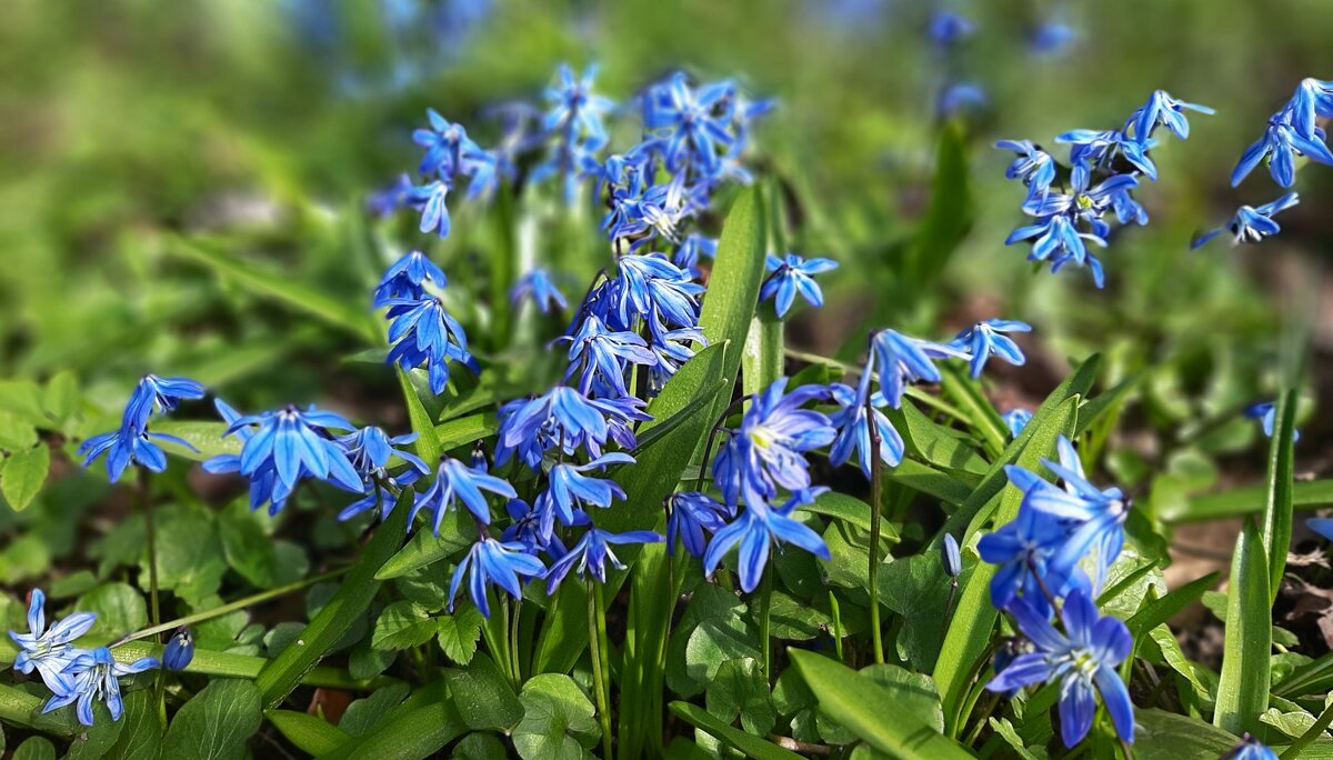 Голубые подснежники - нежные первоцветы в саду