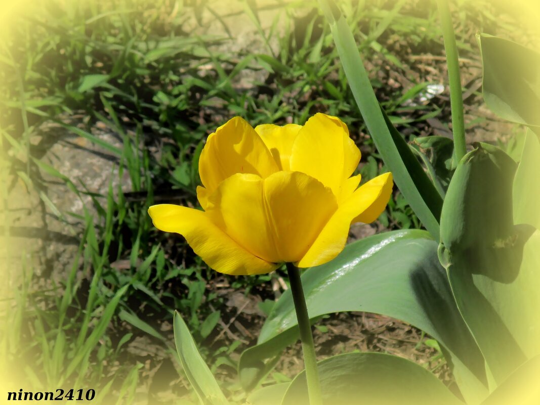 Солнечный цветок - Нина Бутко