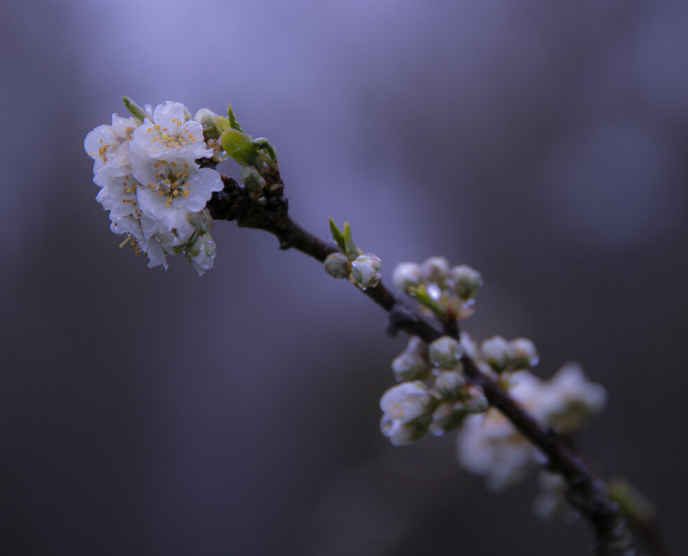 Слива цветёт - liudmila drake