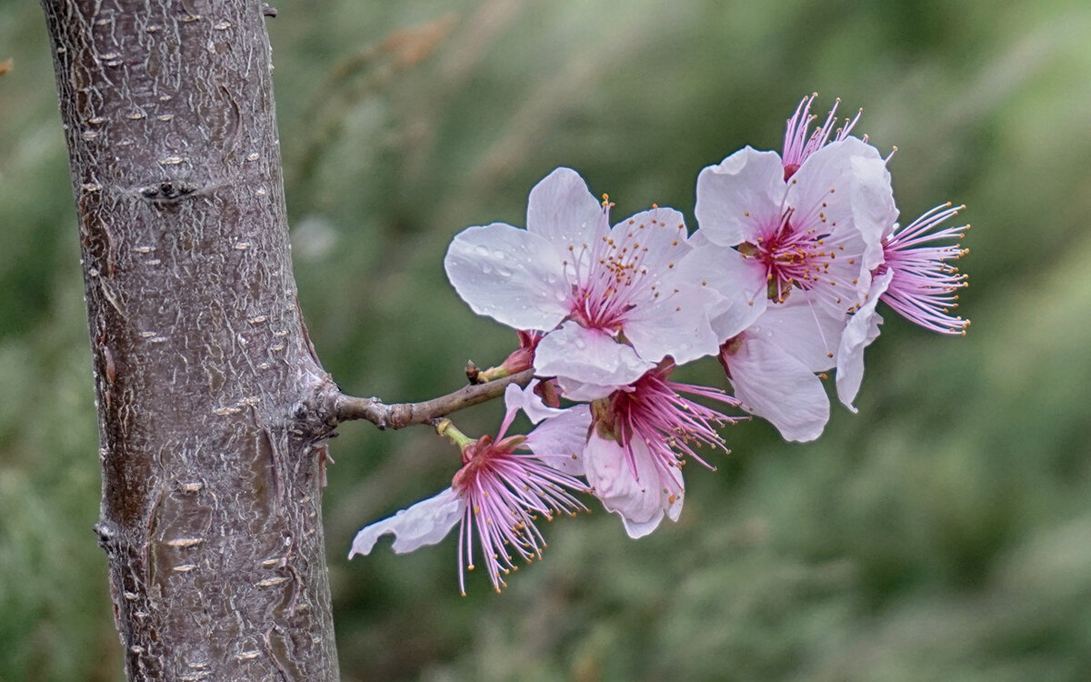 Весны цветение - Ольга 