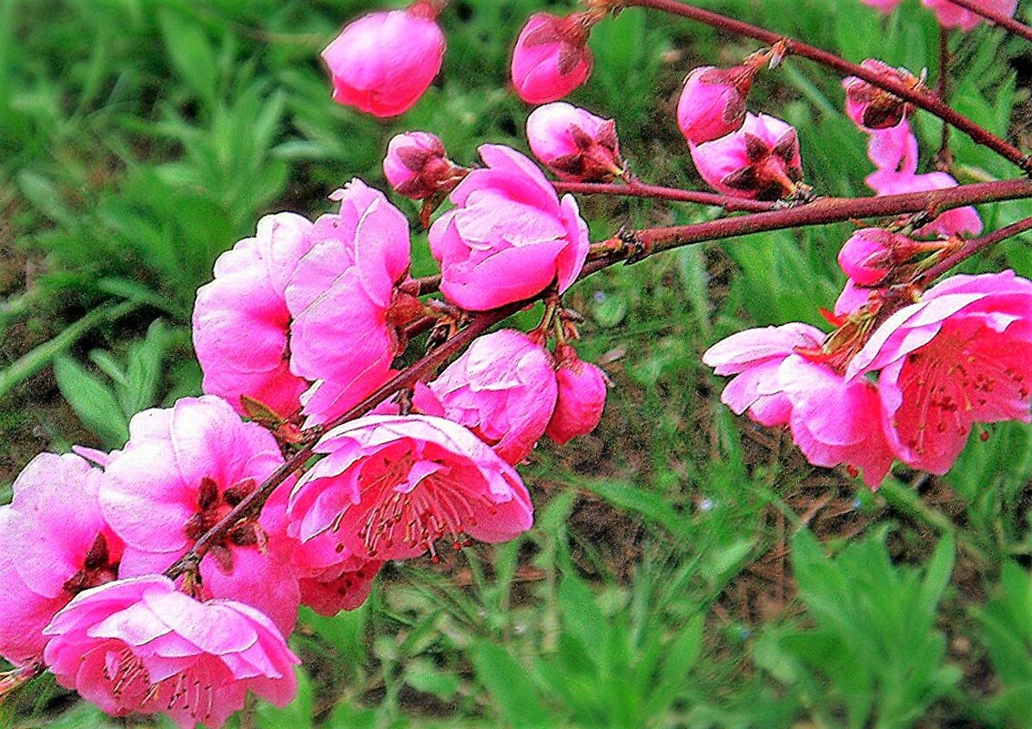 Цветущая ветка весны (японская сакура махровая розовая дерево) - Ольга (crim41evp)