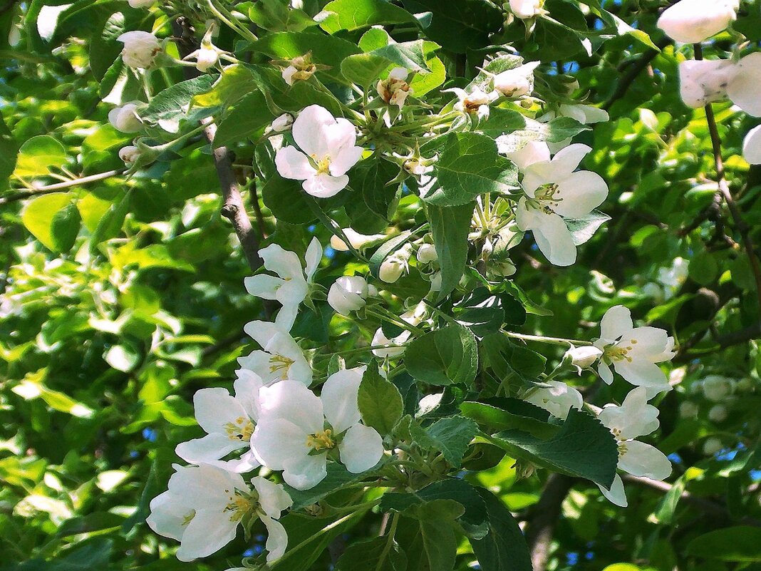 Яблони в цвету - Фотогруппа Весна