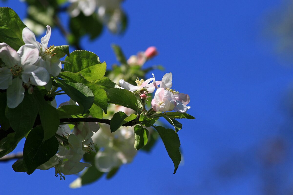 цветы яблони IMG_9195 - Олег Петрушин
