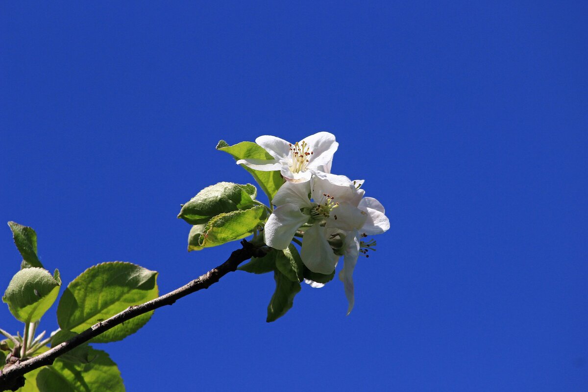цветы яблони IMG_9180 - Олег Петрушин