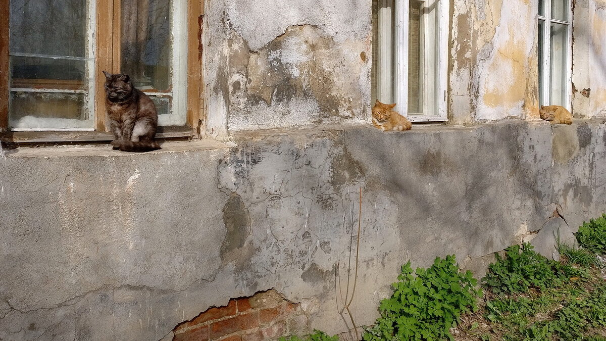Три окна, три кота, майская зарисовка, в городе Тутаеве на ул.Ушакова - Николай Белавин