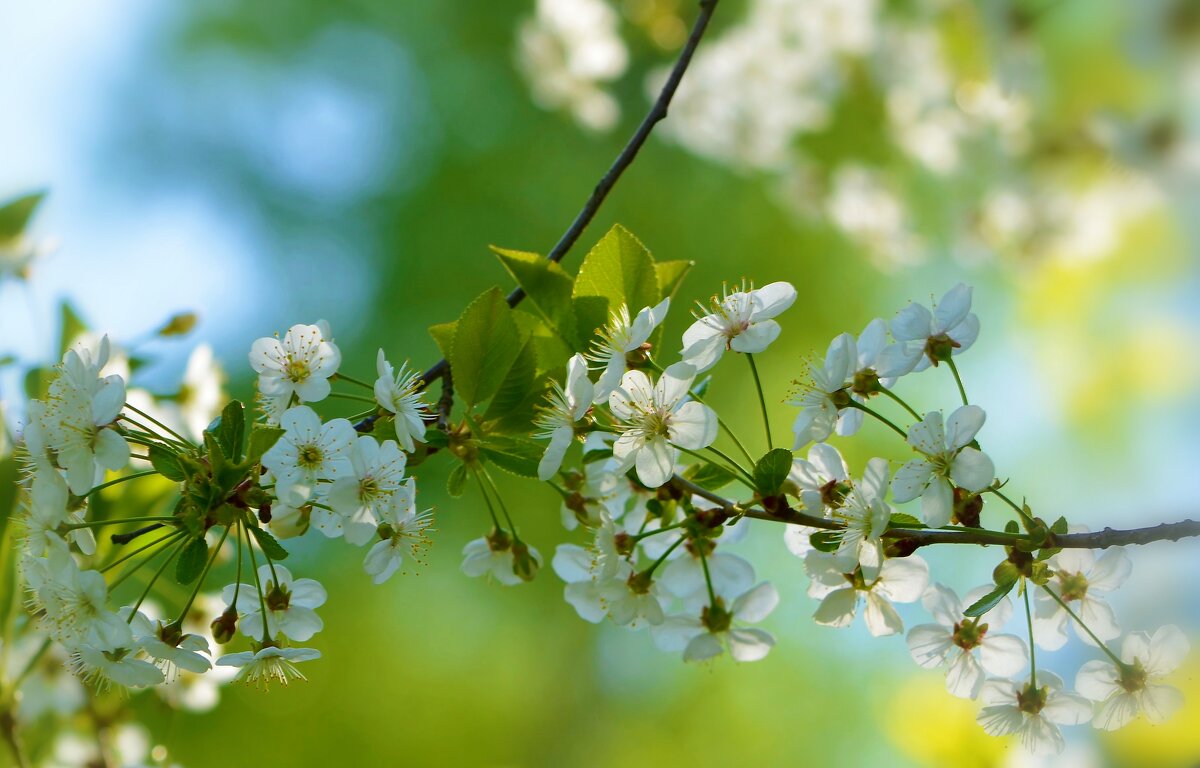Любимый месяц - месяц май в цветении вишни белоснежной... - Ольга Русанова (olg-rusanowa2010)