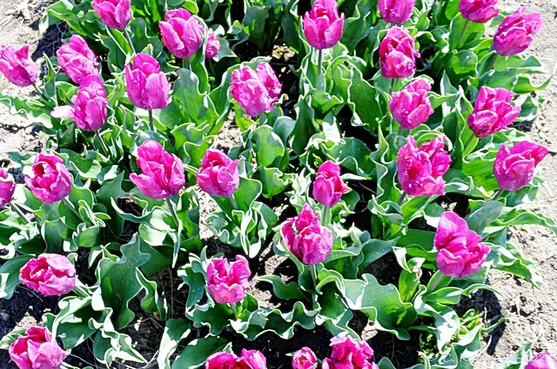 Тюльпани цвітуть - Степан Карачко