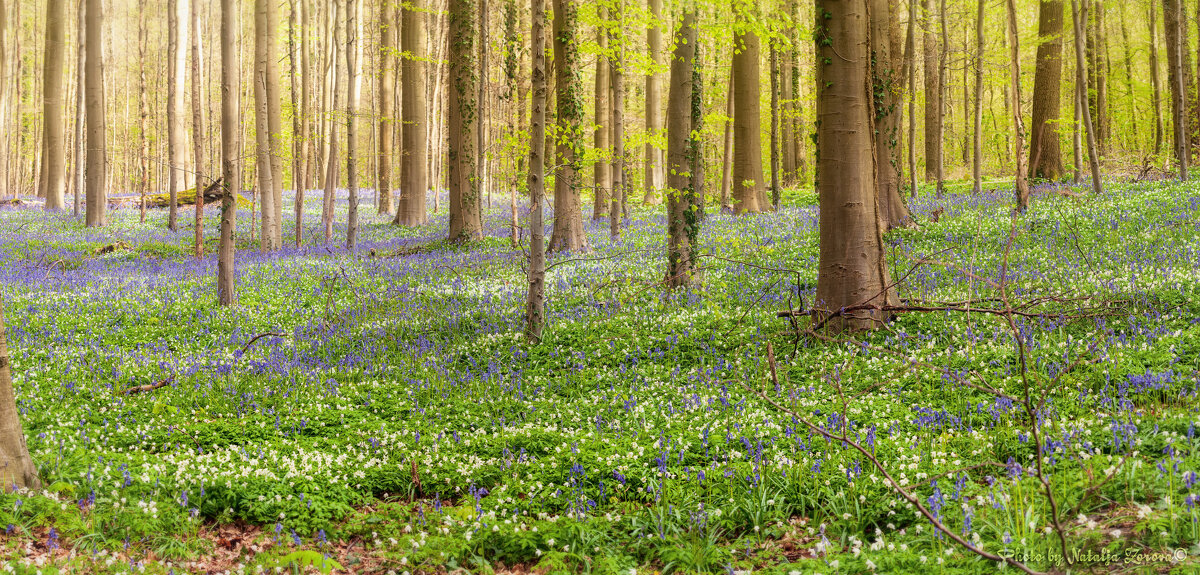 Hallerbos - Natalja Mertens-Zorova