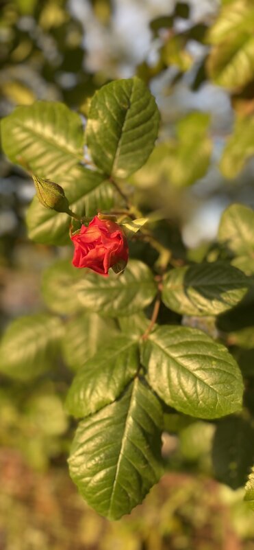 Бутон розы в лучах закатного солнца - Таня Горбачева