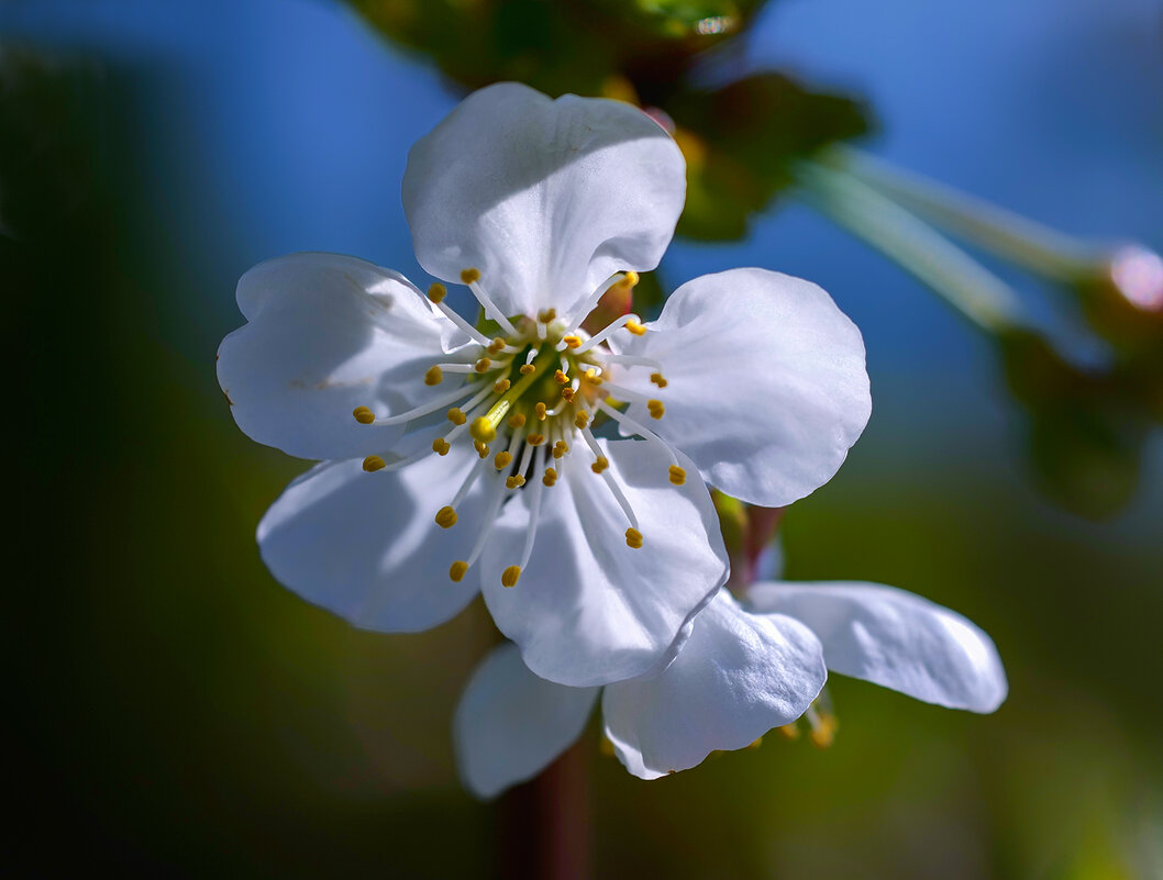 flowering - Zinovi Seniak