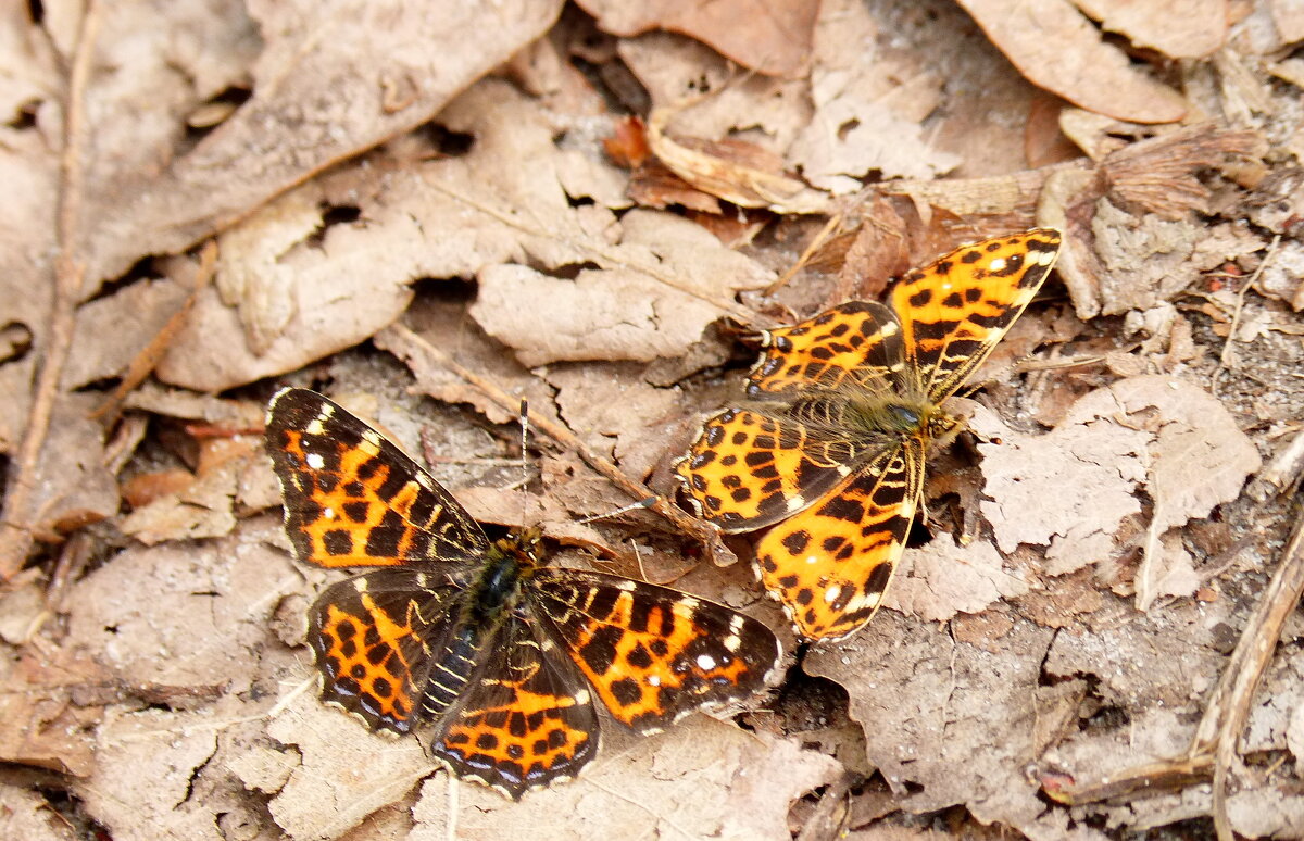 майские бабочки 4 - Александр Прокудин