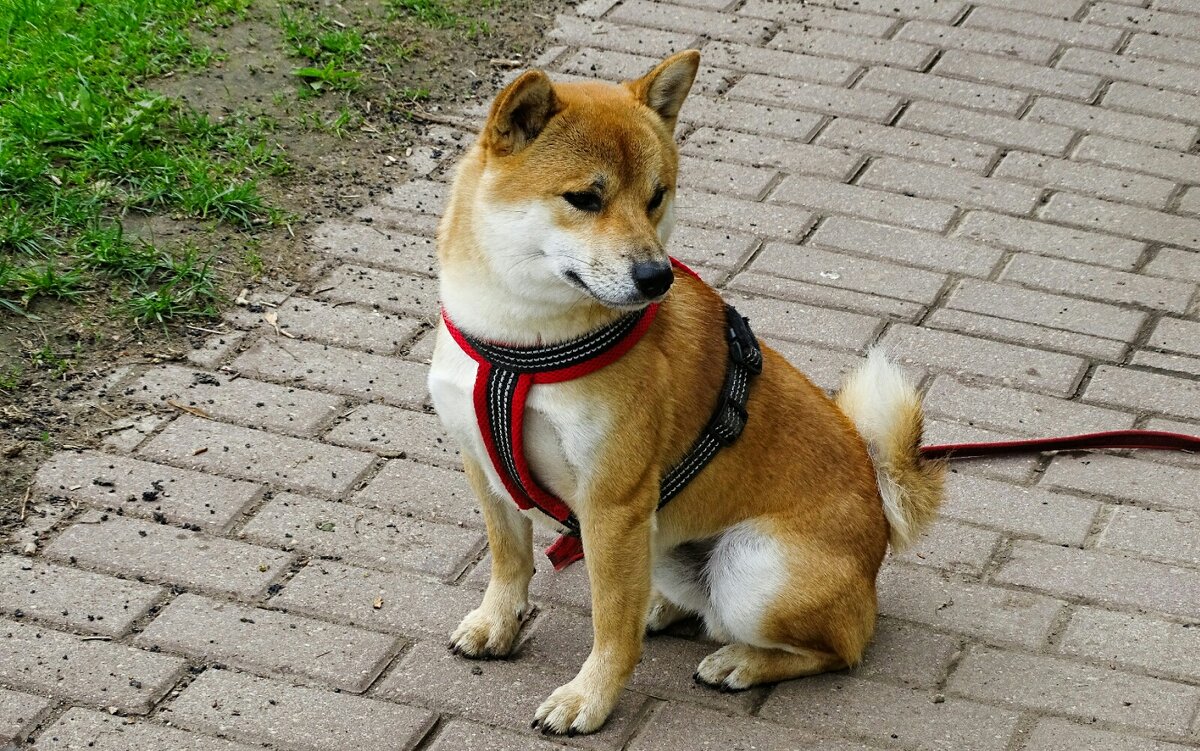 Японская собака породы Дзёмон-сибу. - Милешкин Владимир Алексеевич 