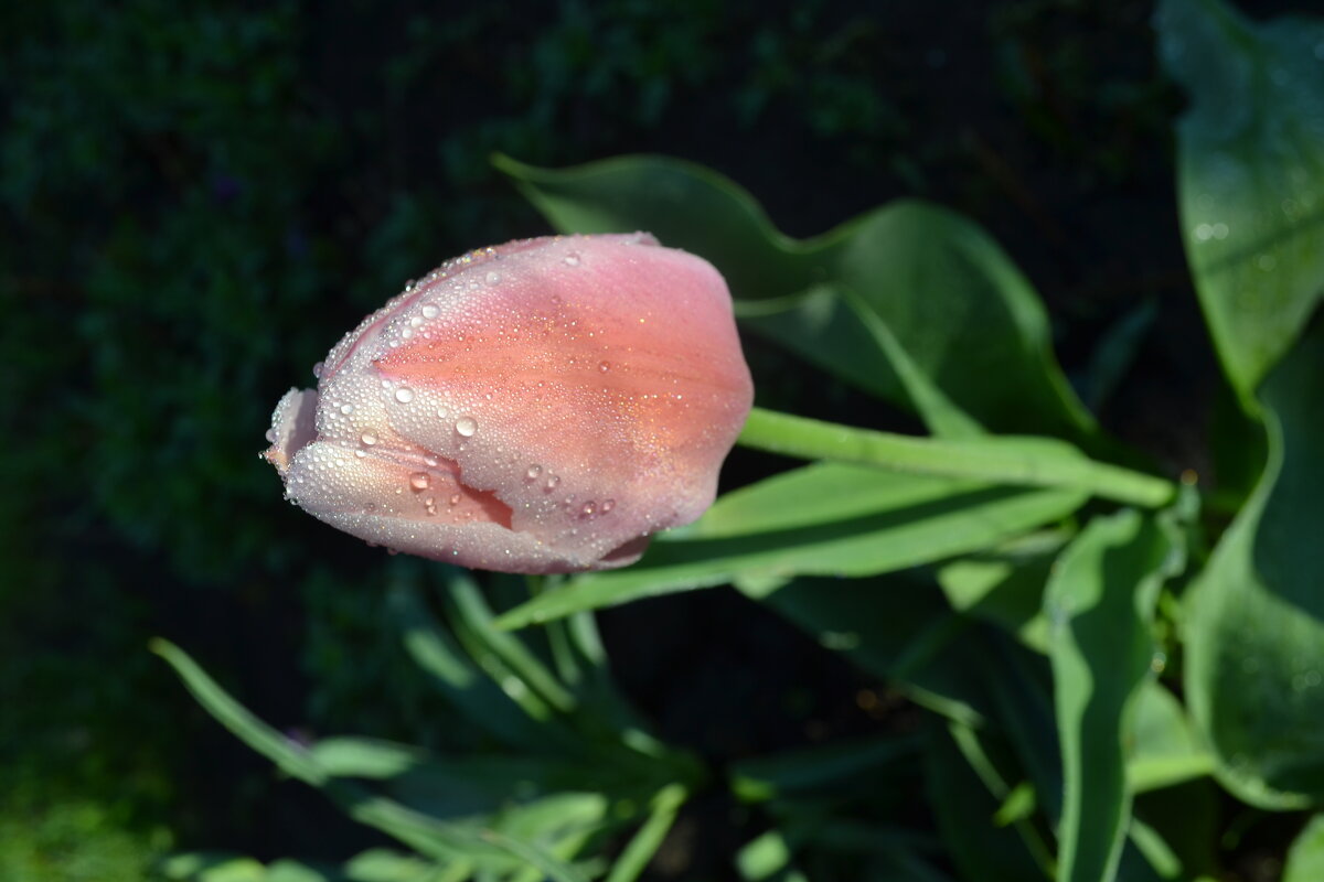 Тюльпан в утренней росе. - zoja 