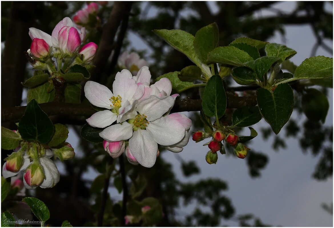 Яблоня цветёт. - DianaVladimirovna 