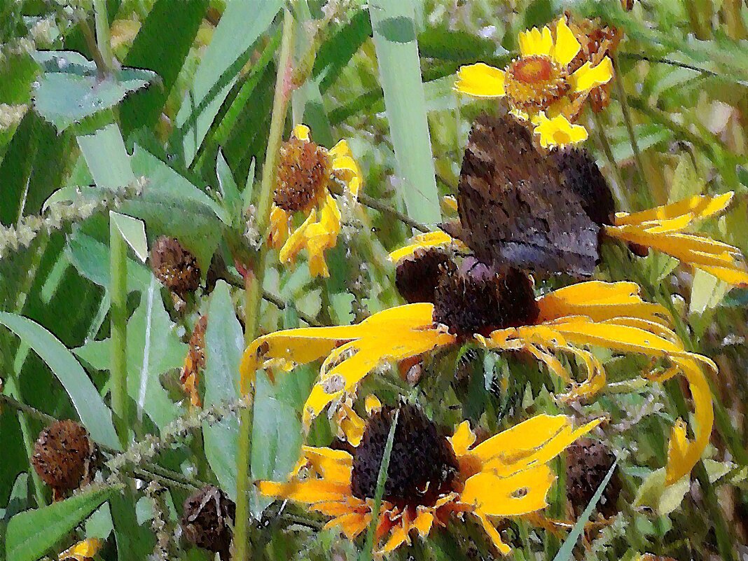 Бабочка с черными крыльями. Акварель - Фотогруппа Весна