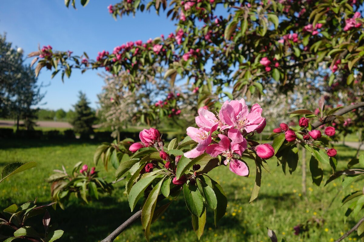 Яблони цветут - Елена 