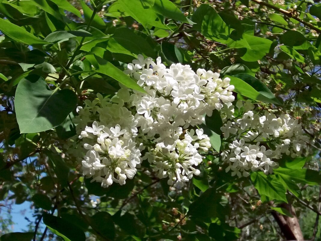 Белая сирень цветет в моем дворе - Galina Solovova