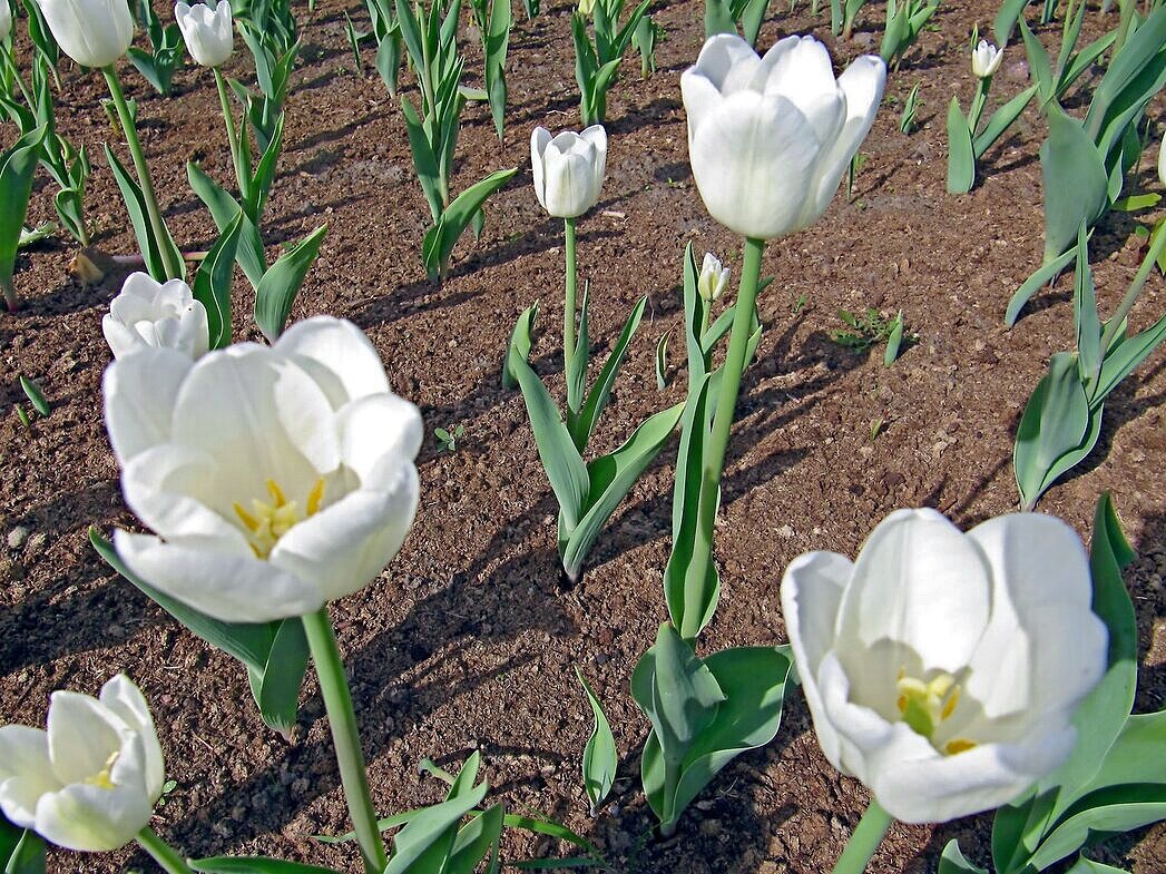 Белые тюльпаны - Вера Щукина