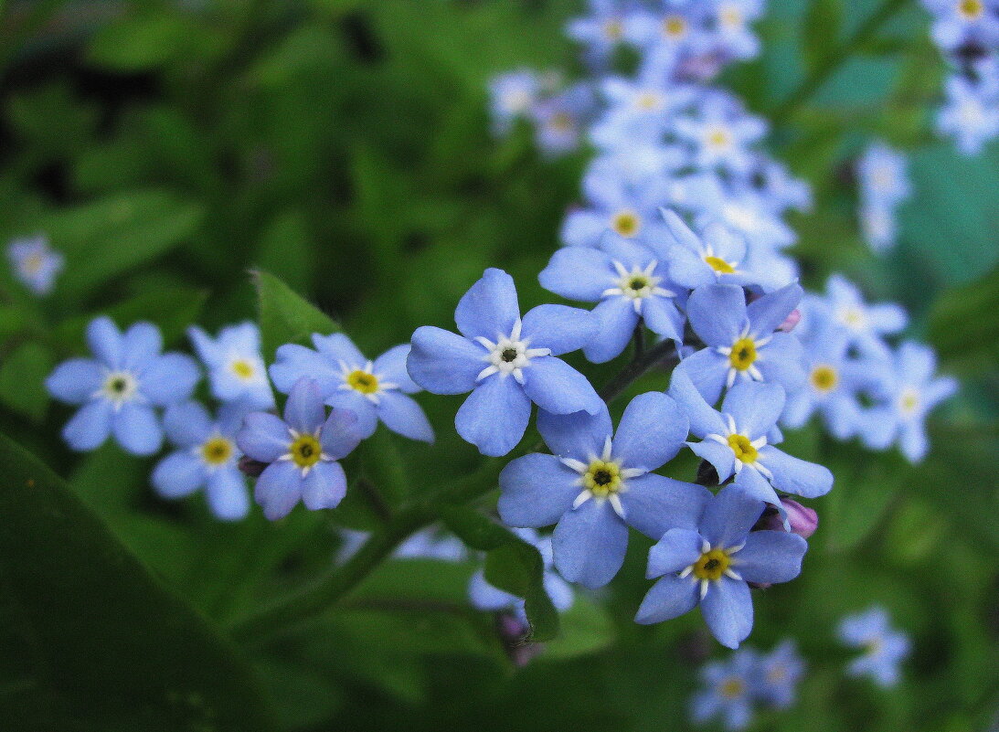 Ожерелье - Людмила Смородинская