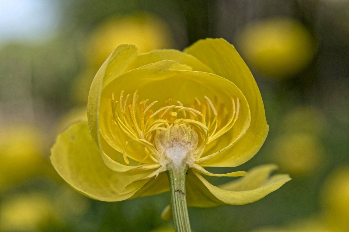 Купальница европейская -Trollius europaebs - Николай Чичерин