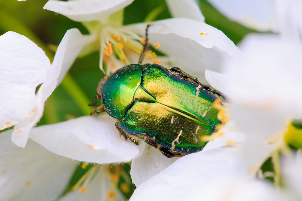 Green beetle - Михаил Соколов