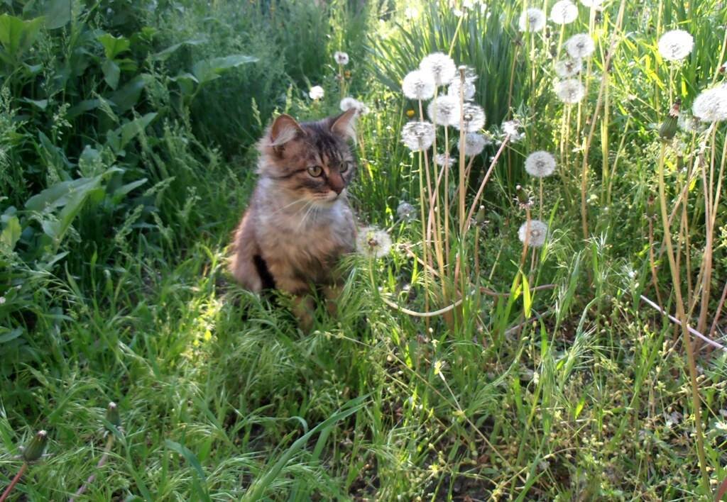 Кот Мура и одуванчики - 2 - Наталья 